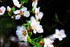 Dsc00154__copy__small